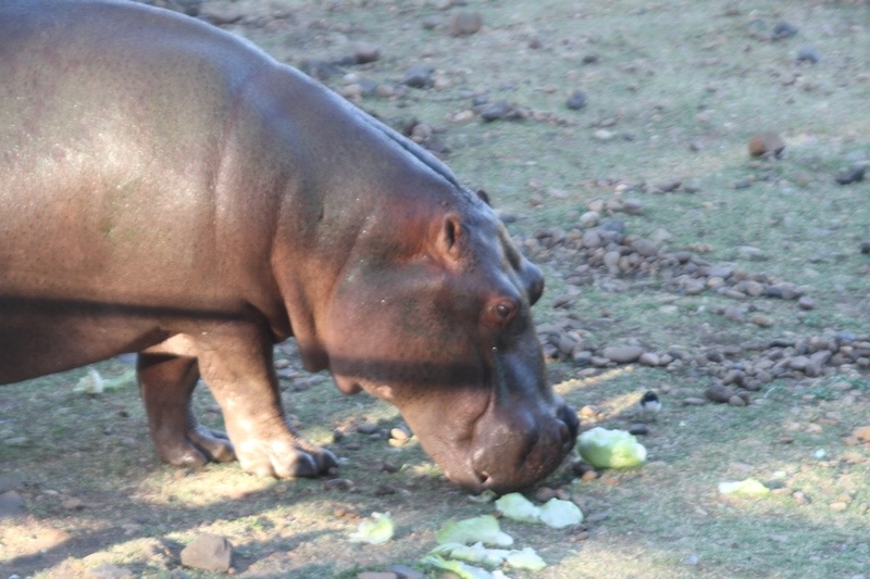 Breakfast for the hippo
