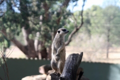 Meercat on guard