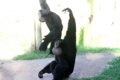 Siamang monkeys or AMPA members?